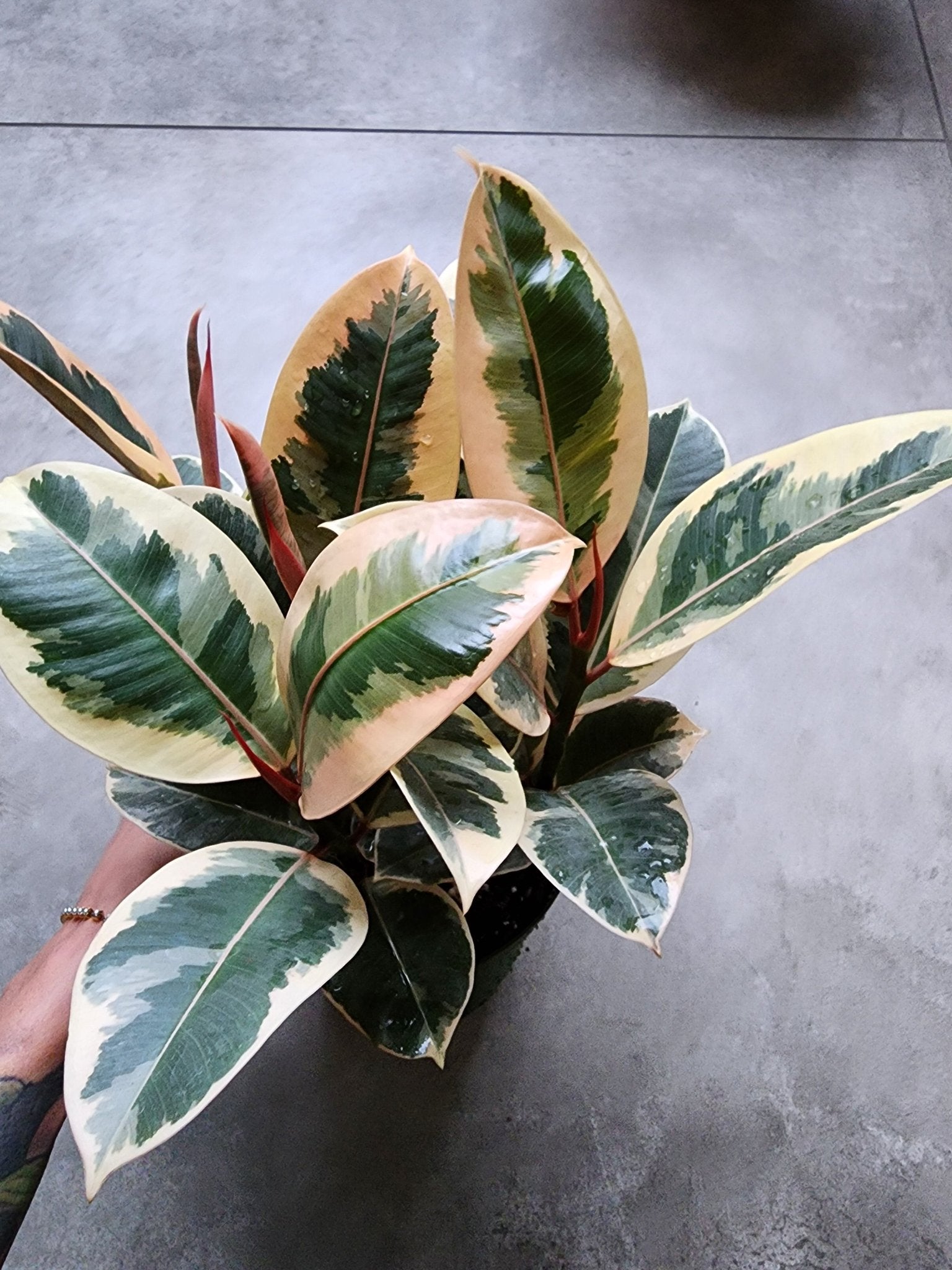 6" Ficus elastica 'Tineke' - Variegated Rubber Plant - Grow & Bloom Co.