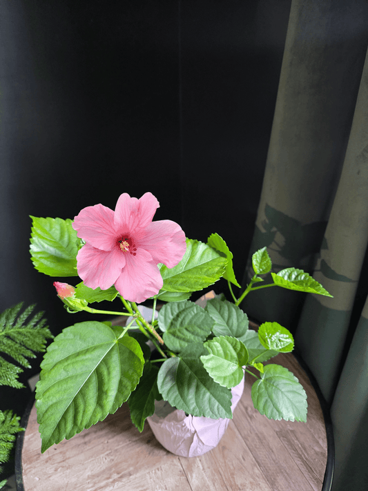 6" Flowering Hibiscus - Assorted Colours - Grow & Bloom Co.