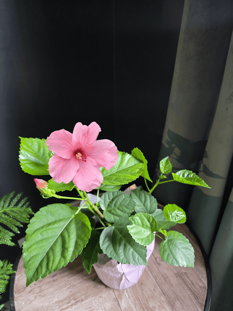 6" Flowering Hibiscus - Assorted Colours - Grow & Bloom Co.