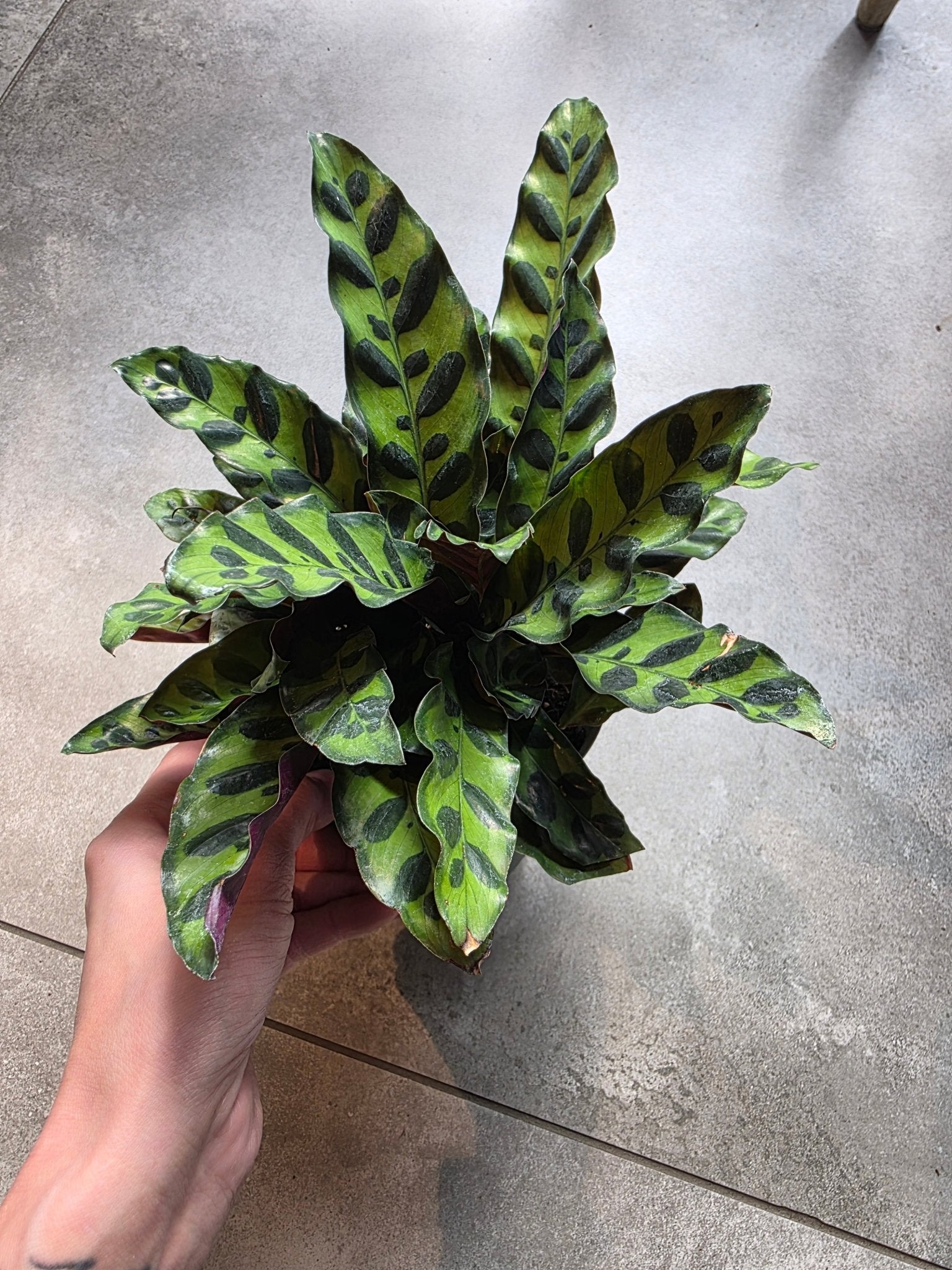 6" Goeppertia insignis - Rattlesnake Plant - Grow & Bloom Co.
