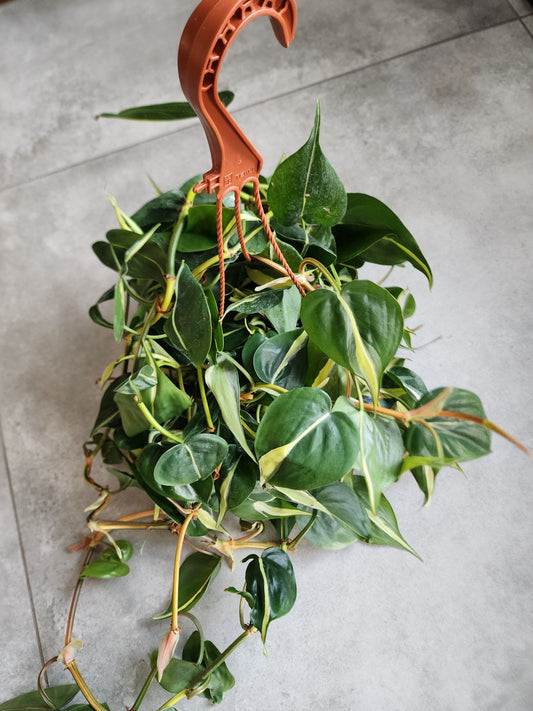 6" HB Philodendron hederaceum 'Silver Stripe' - Silver Stripe Philodendron Hanging Basket - Grow & Bloom Co.