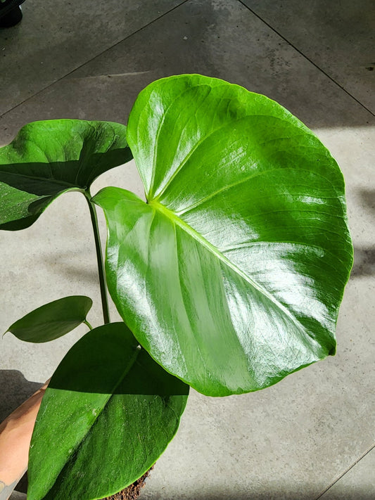 6" Monstera deliciosa - Swiss cheese Plant - Grow & Bloom Co.