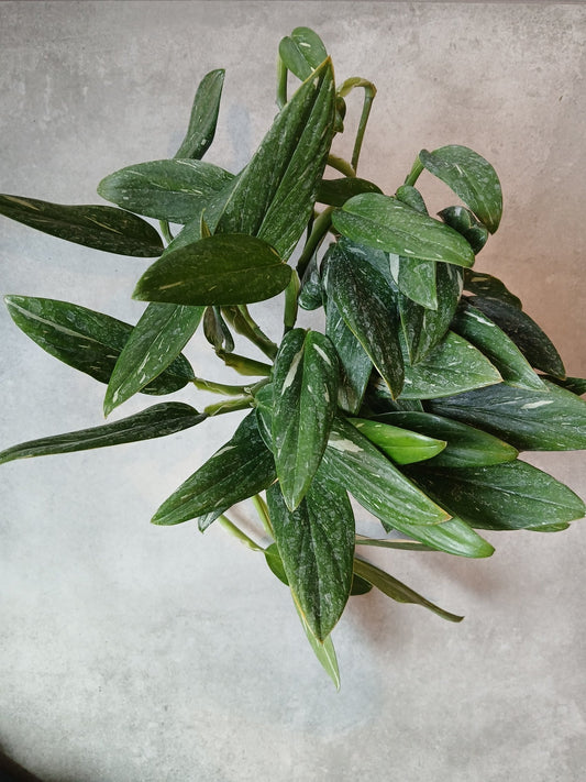 6" Monstera standleyana var. Albo Variegata - Grow & Bloom Co.