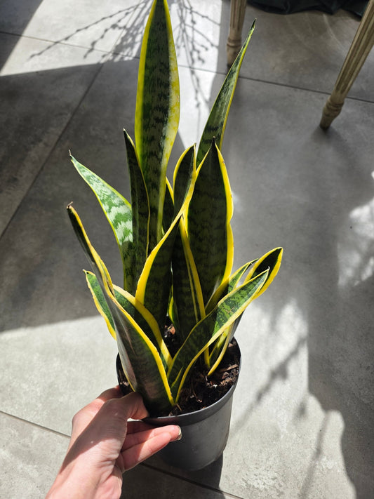 6" Sansevieria trifasciata 'Laurentii' - Grow & Bloom Co.