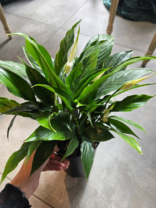6" Spathiphyllum wallisii - Peace Lily - Grow & Bloom Co.