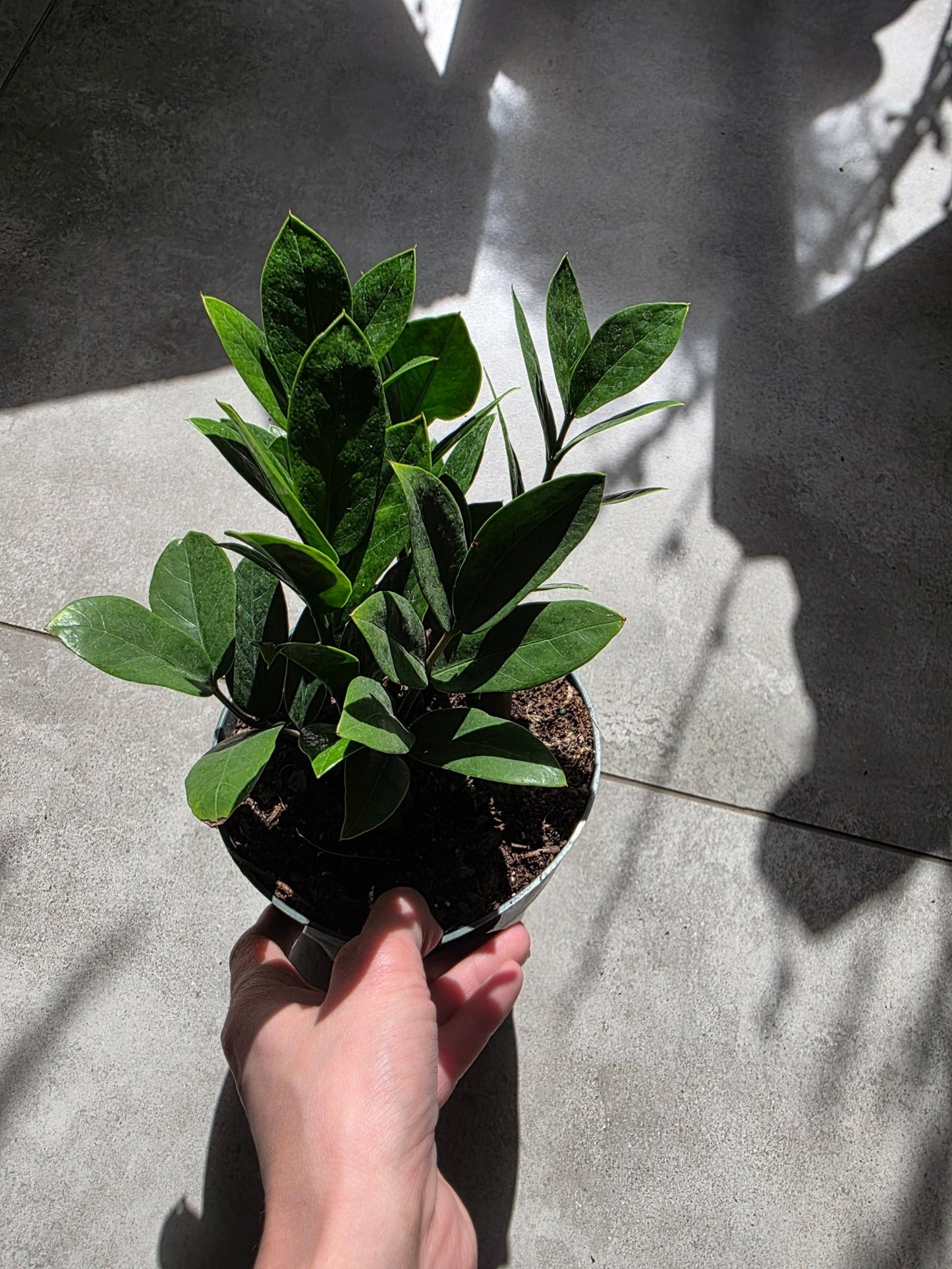 6" Zamioculcas zamiifolia - ZZ Plant - Grow & Bloom Co.