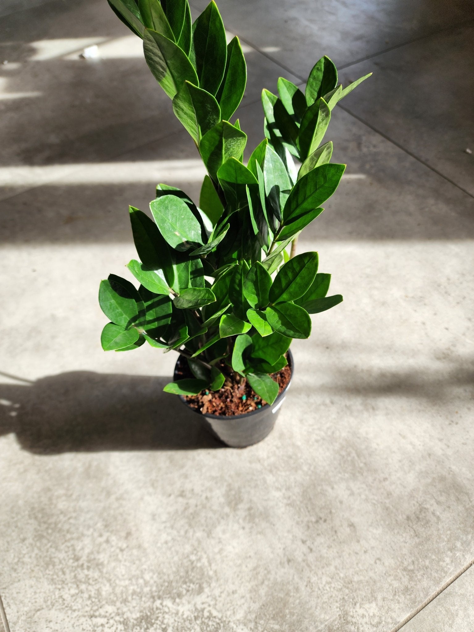 6" Zamioculcus zamifolia - ZZ Plant - Grow & Bloom Co.