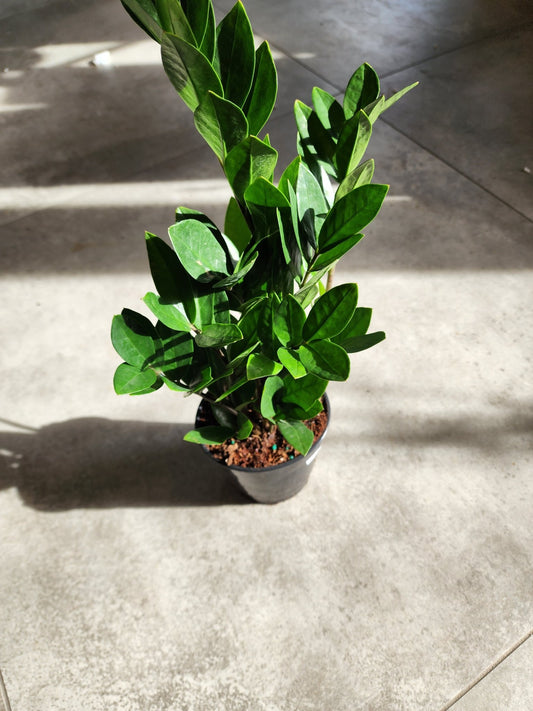 6" Zamioculcus zamifolia - ZZ Plant - Grow & Bloom Co.