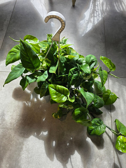 8" HB Epipremnum aureum 'Lemon Meringue' - Grow & Bloom Co.