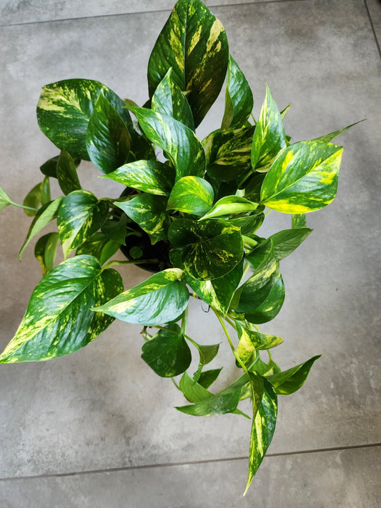 8" HB Epipremnum aureum 'Lemon Meringue' - Lemon Meringue Pothos Hanging Basket - Grow & Bloom Co.