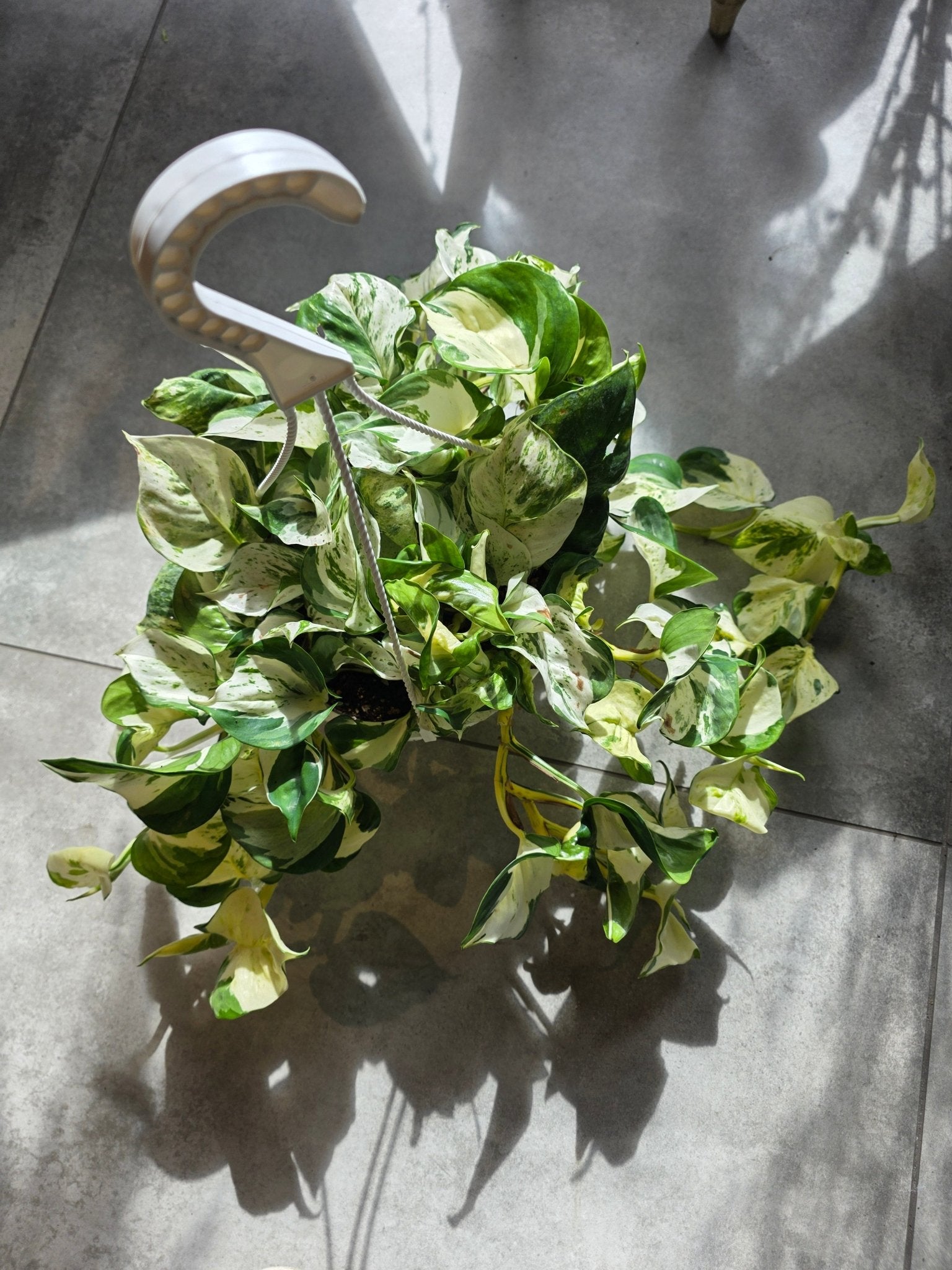 8" HB Epipremnum aureum 'Manjula' - Grow & Bloom Co.