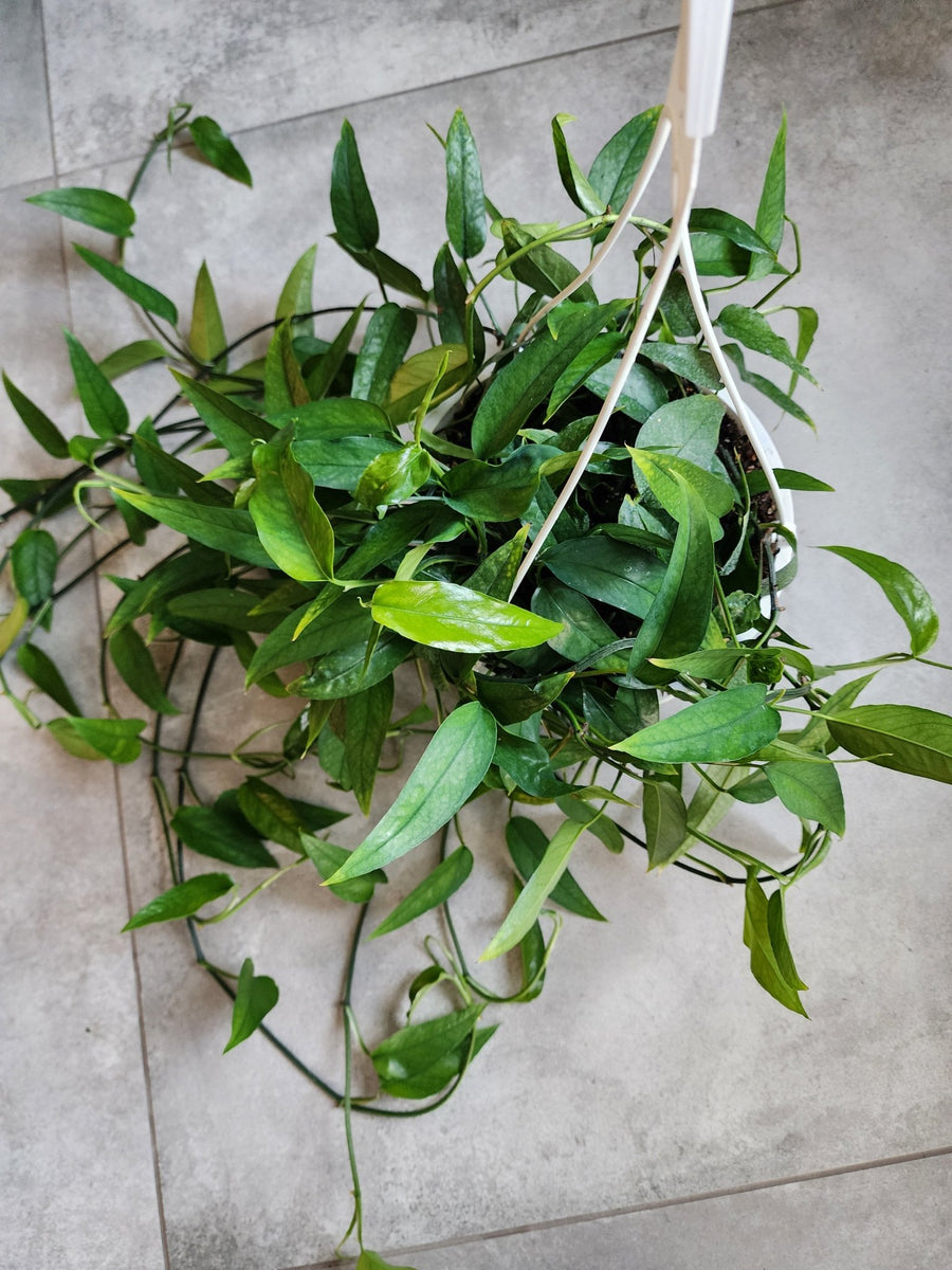 8" HB Epipremnum pinnatum 'Skeleton Key' - Skeleton Key Pothos - Grow & Bloom Co.