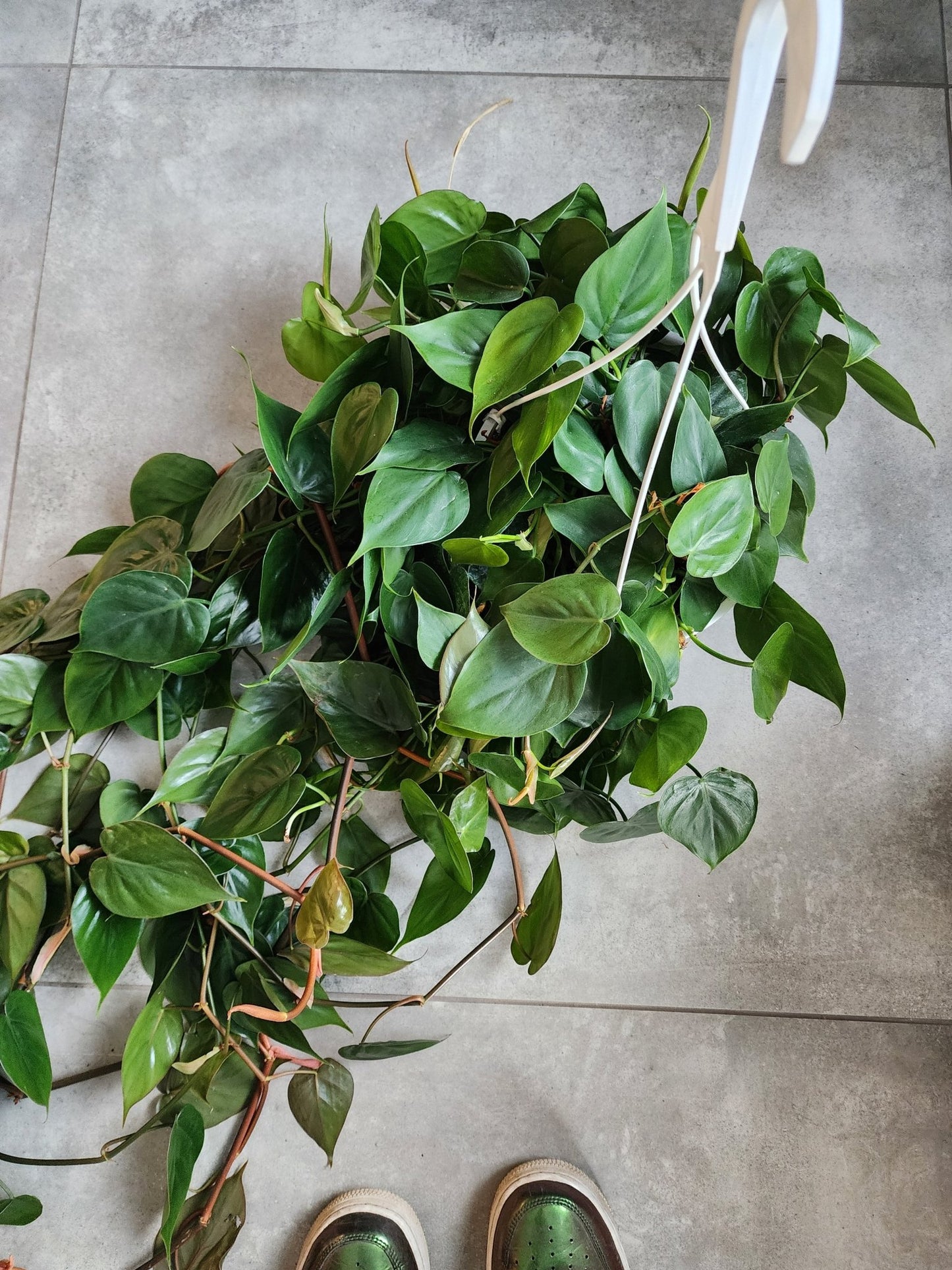 8" HB Philodendron hederaceum - Heartleaf Philodendron Hanging Basket - Grow & Bloom Co.