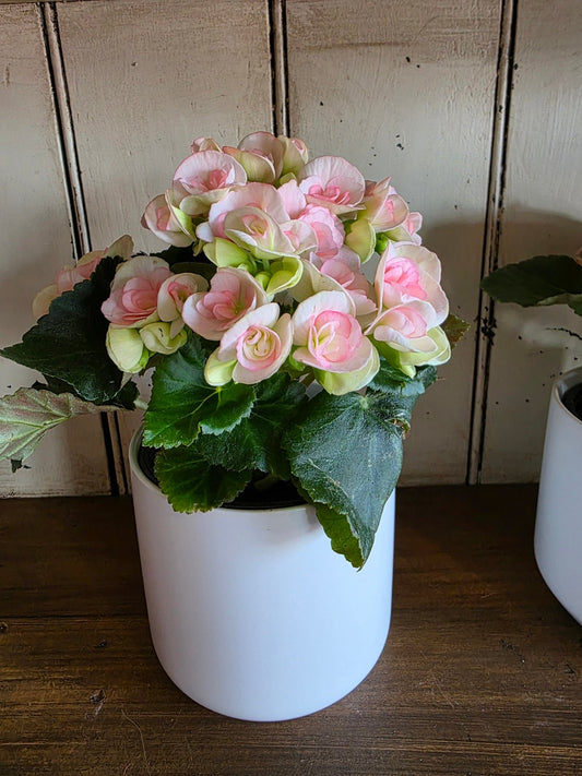 Begonia in White Pot - Grow & Bloom Co.
