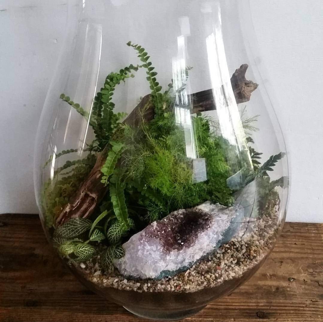 Custom Terrarium - Grow & Bloom Co.