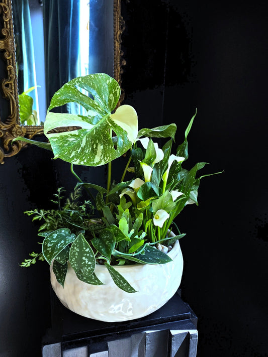 Designers Choice Plant Garden - Grow & Bloom Co.