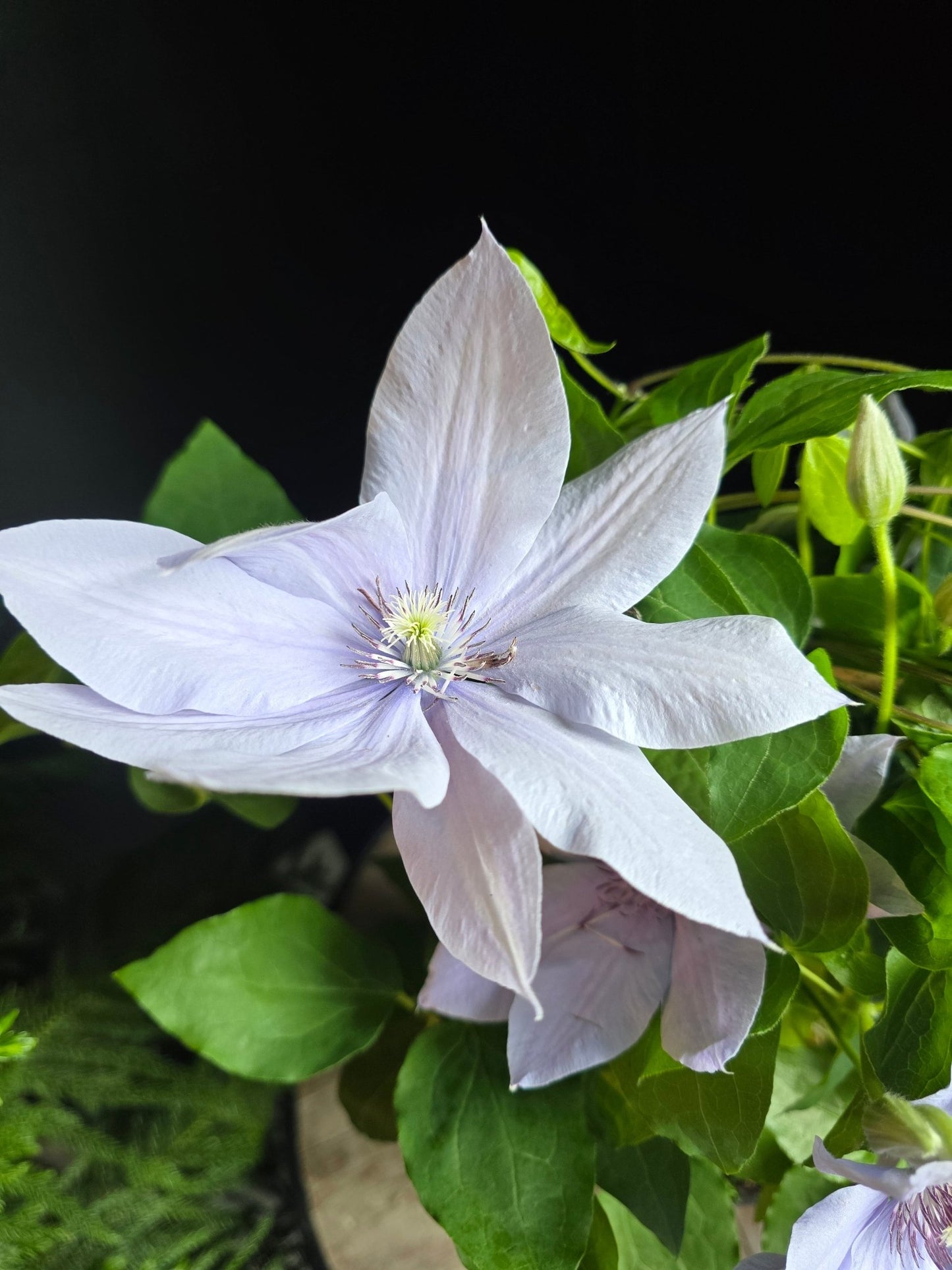 Flowering clematis on trellis - 6" - Grow & Bloom Co.