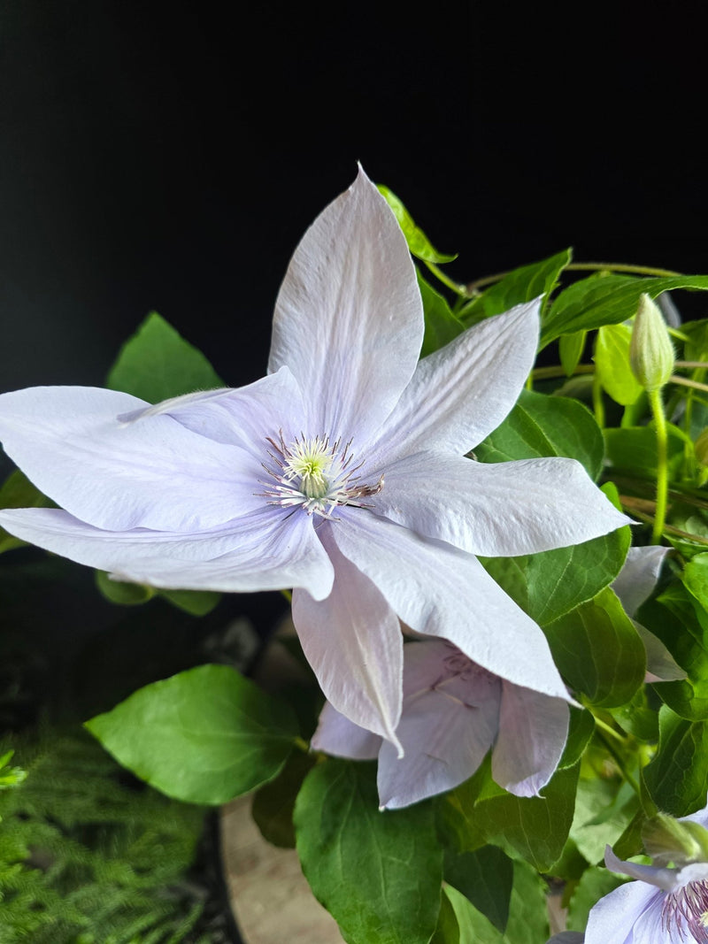 Flowering clematis on trellis - 6" - Grow & Bloom Co.