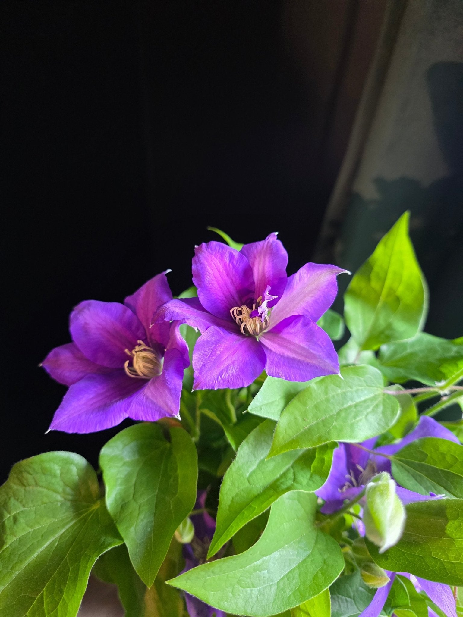 Flowering clematis on trellis - 6" - Grow & Bloom Co.