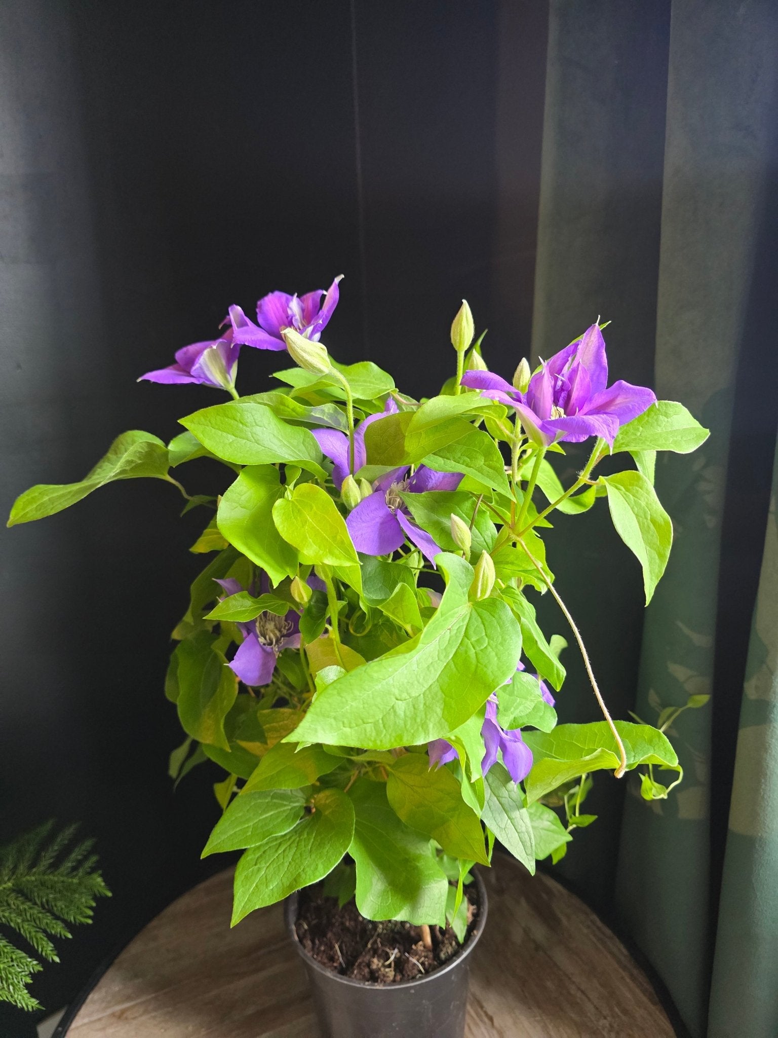 Flowering clematis on trellis - 6" - Grow & Bloom Co.