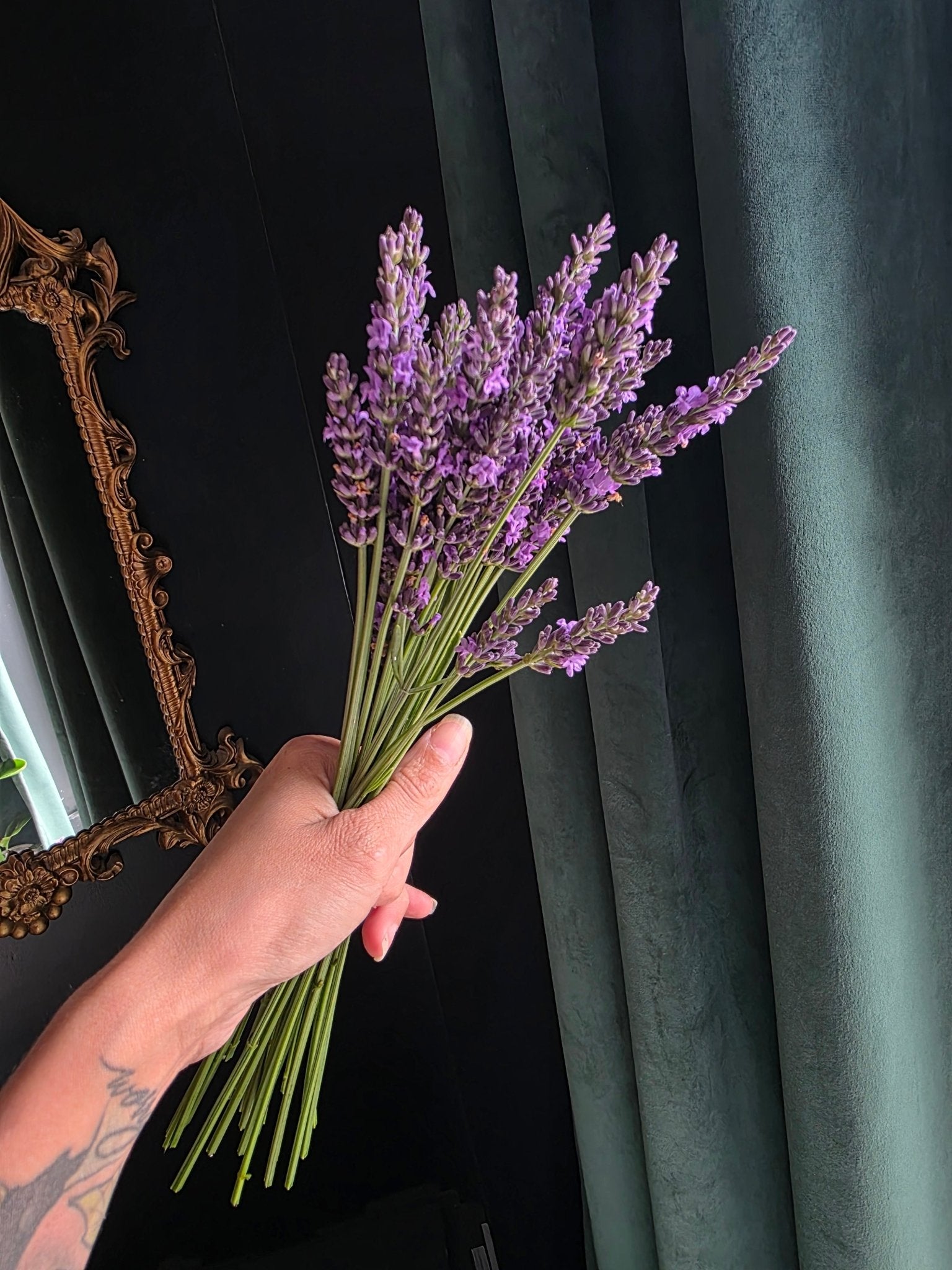 Fresh Lavender Bunch (30 stems) - Grow & Bloom Co.