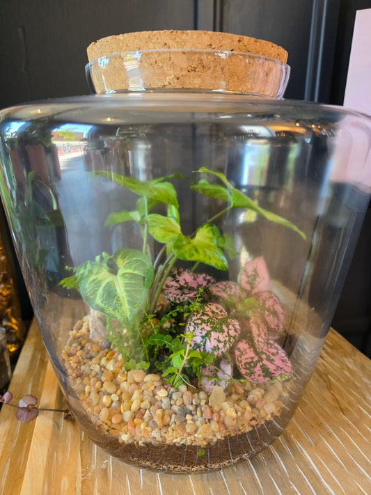 Grow & Bloom Terrarium - Grow & Bloom Co.