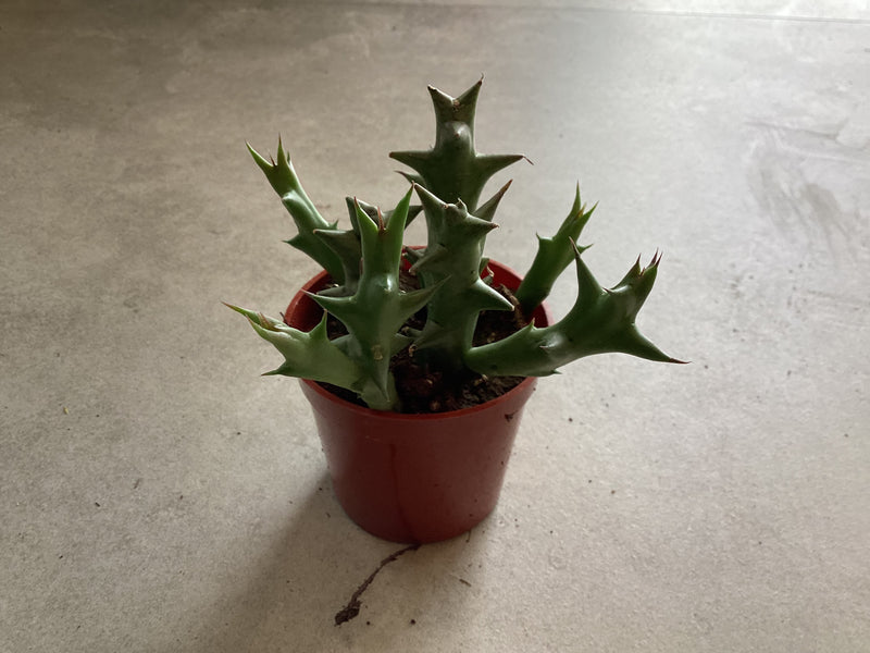 2.5” Stapelia orbea