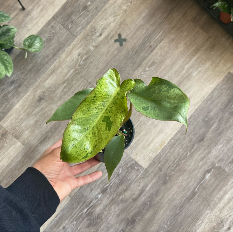 3.5" Philodendron paraiso verde