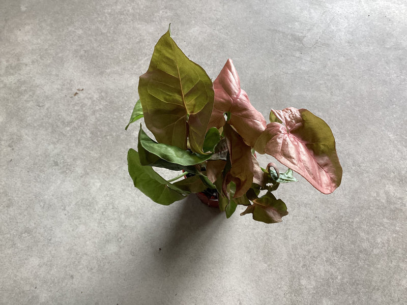 2.5” Syngonium ‘strawberry cream’