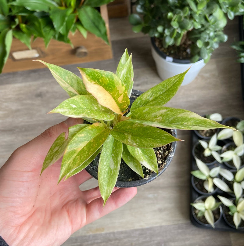 3.5” Philodendron &