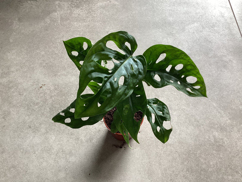 2.5” Monstera adansonii