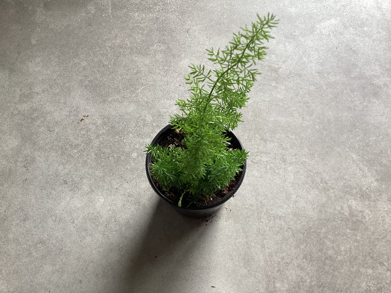 4” Asparagus densiflorus (Foxtail Fern)