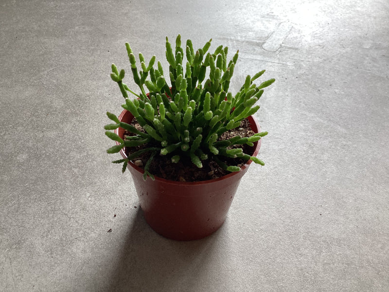 2.5” Rhipsalis ‘Hatiora’