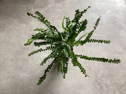 2.5” Nephrolepis cordifolia ‘lemon button’ fern - Grow & Bloom Co.