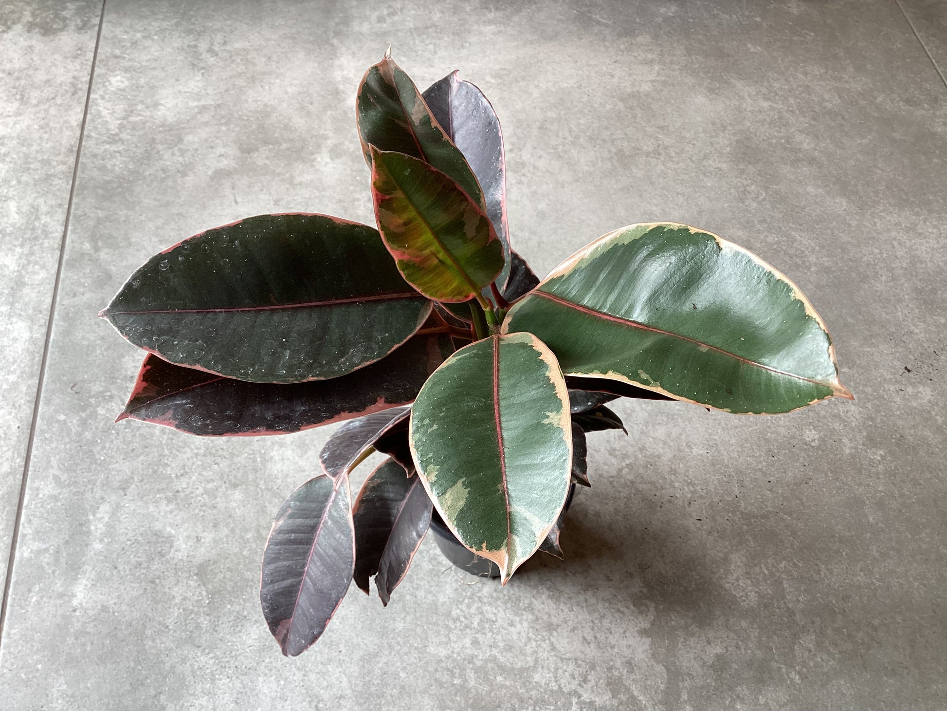 4” Ficus elastica ‘ruby’ - Grow & Bloom Co.