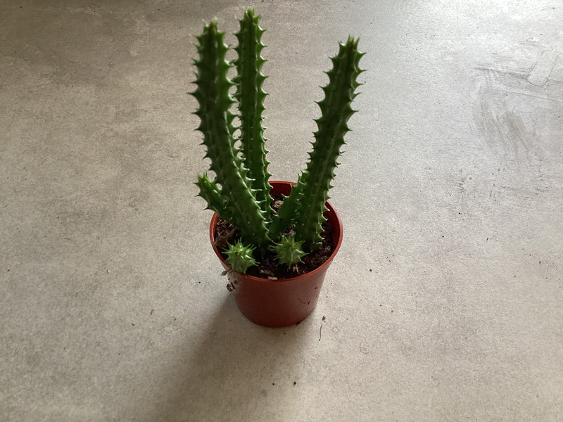2.5” Stapelia huernia