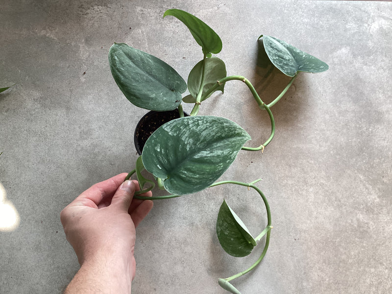 2.5” Scindapsus jade satin