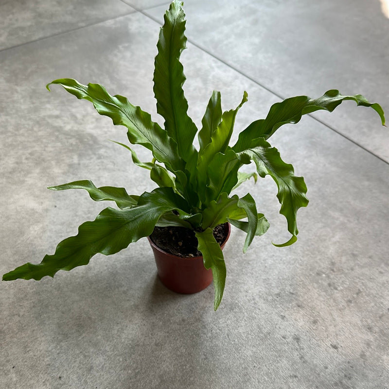 2.5” Asplenium nidus - Bird’s Nest Fern