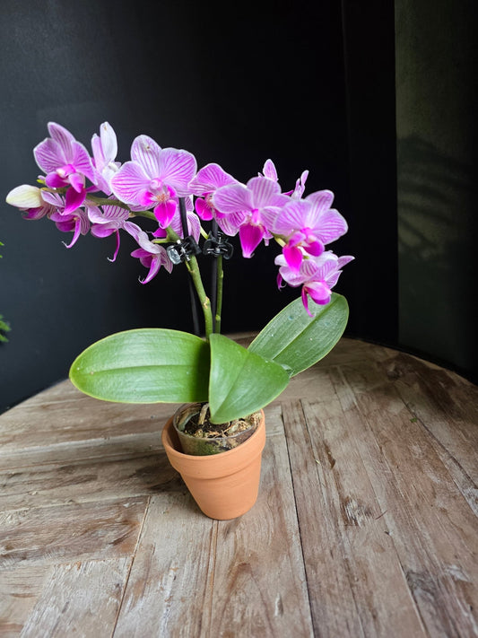 Mini Phalaenopsis Orchid | Petite Orchid Gift - Grow & Bloom Co.