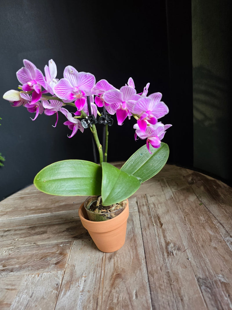 Mini Phalaenopsis Orchid | Petite Orchid Gift - Grow & Bloom Co.