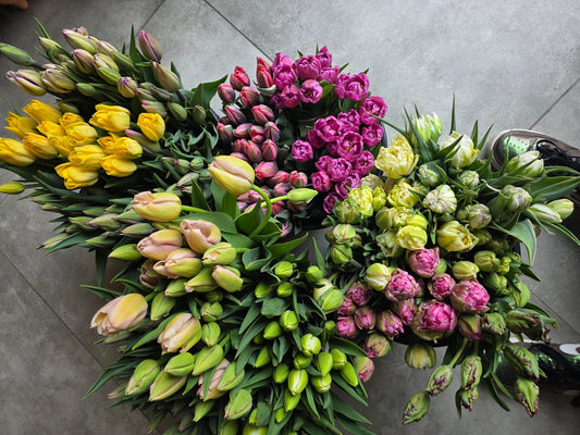Mother's Day - 10 Stems Local Tulip Bunch - Grow & Bloom Co.