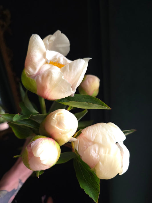Mother's Day 5 Stem Peony Bunch - Grow & Bloom Co.