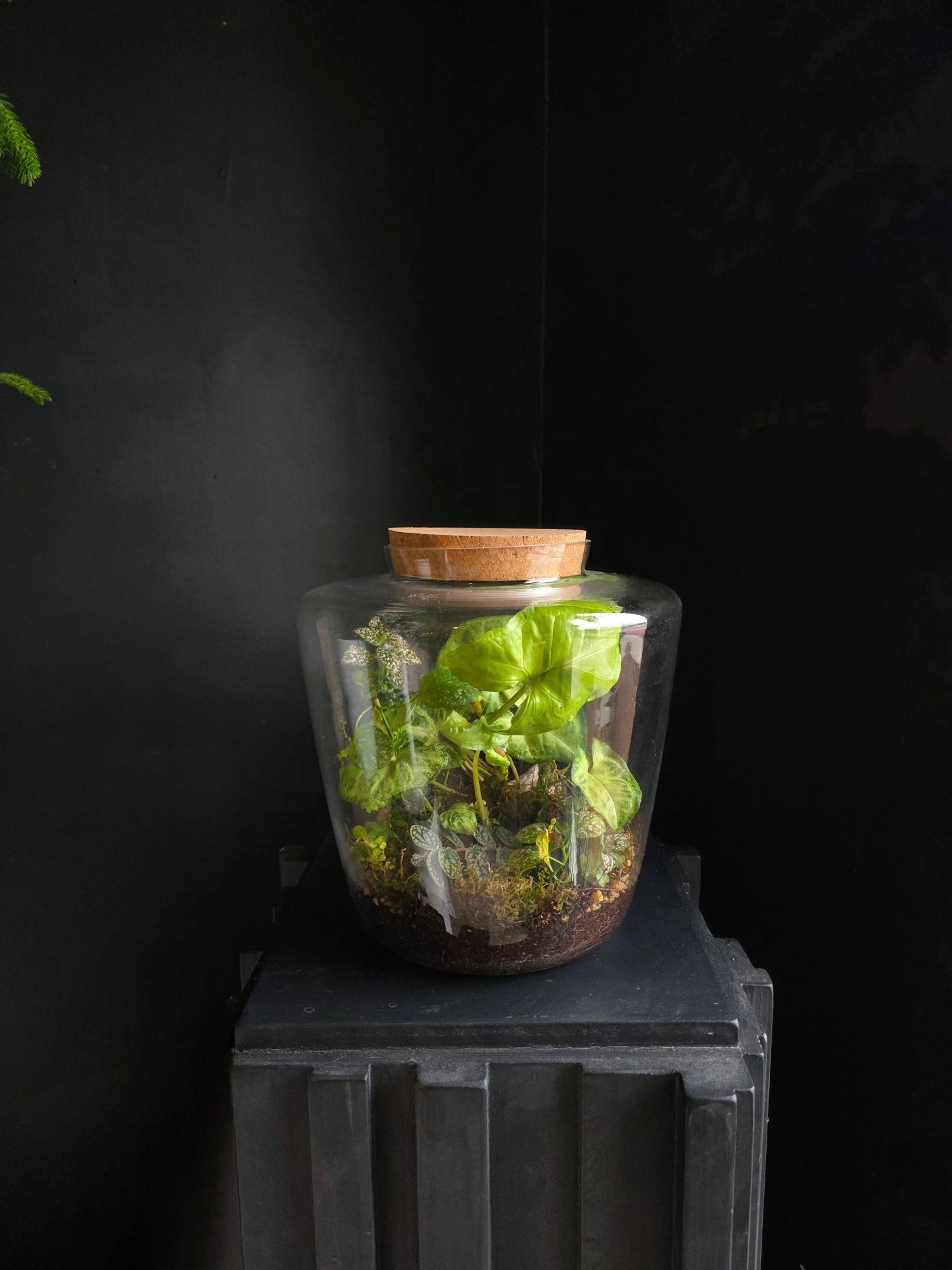 Planted Glass Terrarium - Grow & Bloom Co.