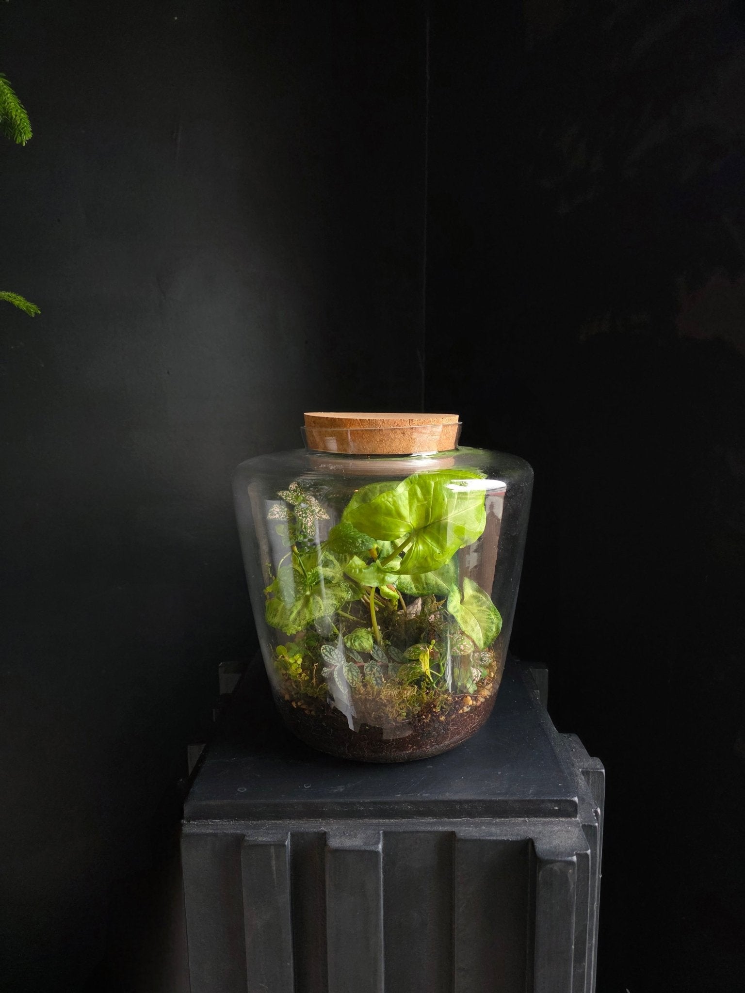 Planted Glass Terrarium - Grow & Bloom Co.