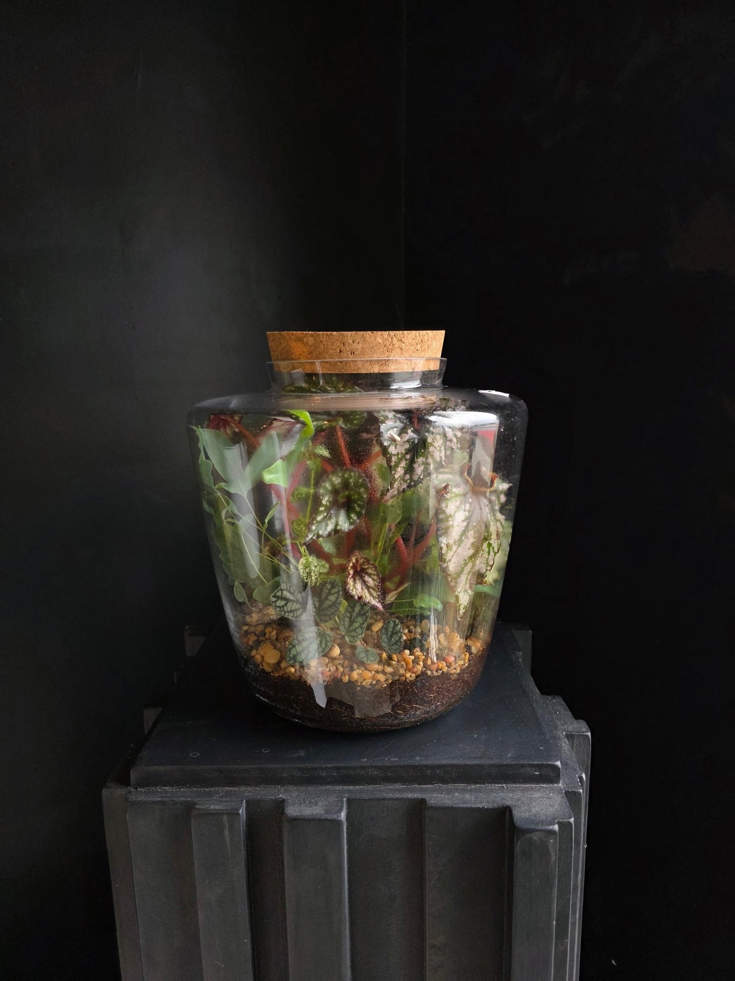 Planted Glass Terrarium - Grow & Bloom Co.