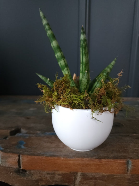 Snake Plant Snowball - Grow & Bloom Co.