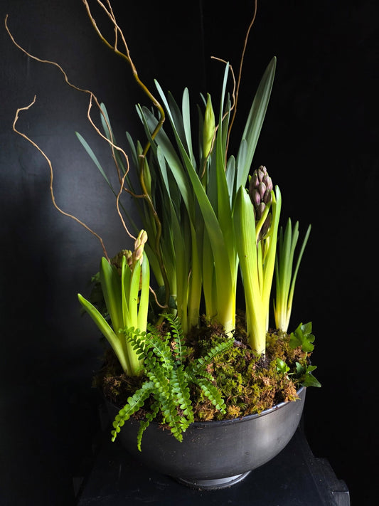 Spring Bulb Compote - Grow & Bloom Co.