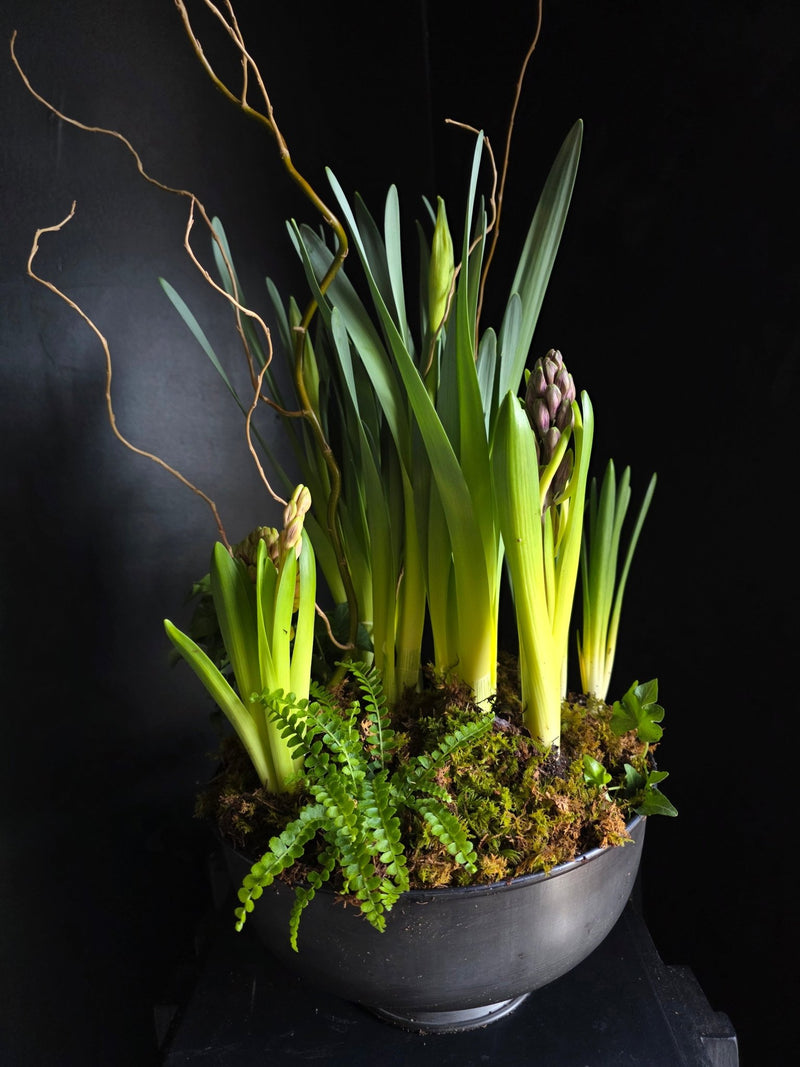Spring Bulb Compote - Grow & Bloom Co.