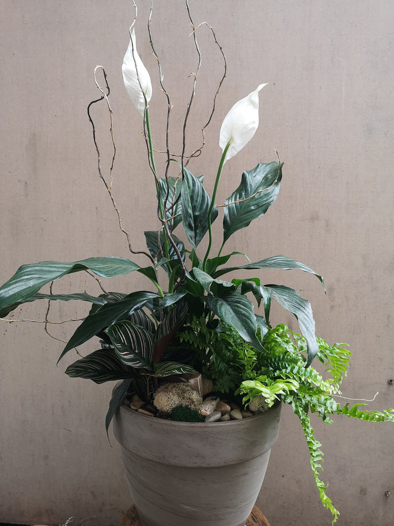 Sympathy Dish Garden