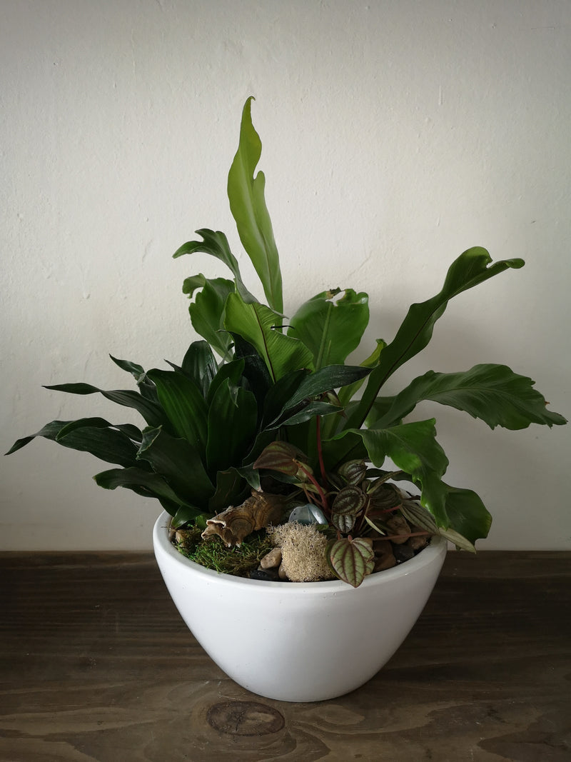 Sympathy Dish Garden